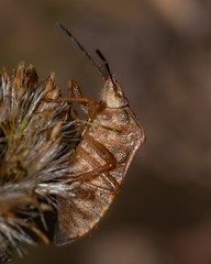 Thyanta custator accerra