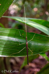 Pseudophasma gracile