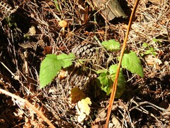 Rubus castellarnaui