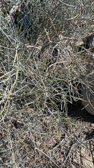 Ephedra nevadensis