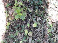 Lonicera periclymenum