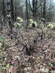 Sambucus canadensis
