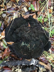 Phaeolus