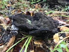 Phaeolus