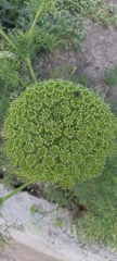 Polybia ignobilis
