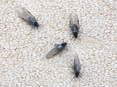 Baizongia pistaciae