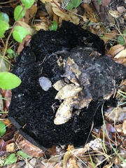 Phaeolus