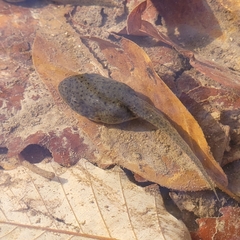 Lithobates catesbeianus