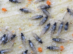 Baizongia pistaciae