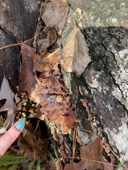 Phaeotremella foliacea