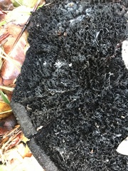 Phaeolus