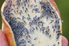 Baizongia pistaciae