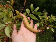 Baizongia pistaciae