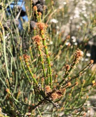 Allocasuarina muelleriana