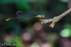 Phoenicagrion
