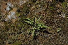 Asplenium pinnatifidum