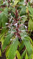 Poliothyrsis sinensis