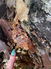 Phaeotremella foliacea