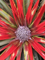 Fascicularia bicolor bicolor
