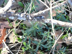 Arenaria montana