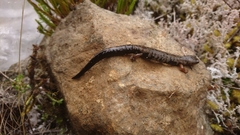Caudata