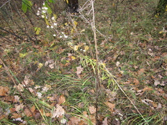 Hieracium umbellatum filifolium