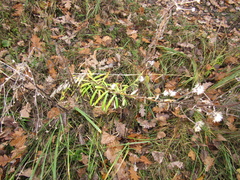 Hieracium umbellatum filifolium