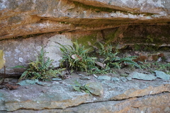Asplenium pinnatifidum