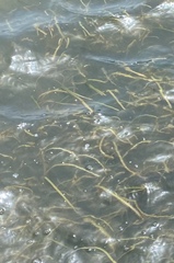 Cymodocea nodosa