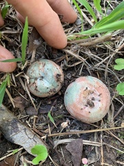 Lactarius semisanguifluus