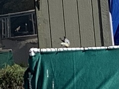 Setophaga coronata