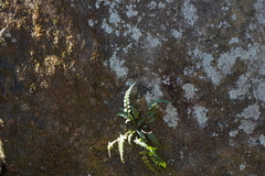 Asplenium pinnatifidum