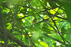 Ramphocaenus melanurus