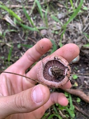 Lactarius semisanguifluus