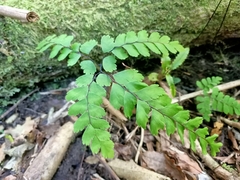 Adiantum cunninghamii