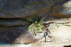 Asplenium pinnatifidum