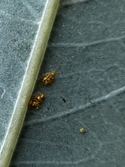 Salix nigra