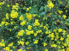 Chrysanthemum indicum