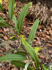 Salix nigra