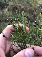 Baccharis angustifolia