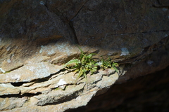 Asplenium pinnatifidum