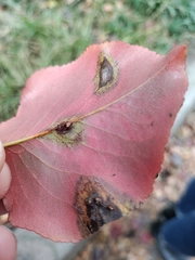 Gymnosporangium sabinae