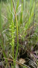 Microtis unifolia