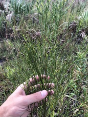 Baccharis angustifolia