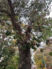 Gymnosporangium sabinae