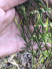 Baccharis angustifolia