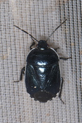Canthophorus melanopterus