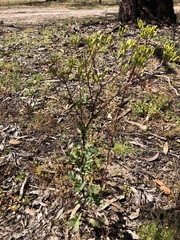 Senecio picridioides