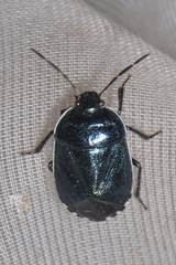 Canthophorus melanopterus