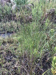 Baccharis angustifolia